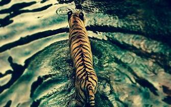 Tiger HD Wallpaper Pictures 1080p