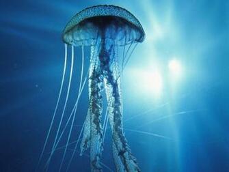 Don T Pee On Jellyfish Stings C Mon People Georgia Cpr My