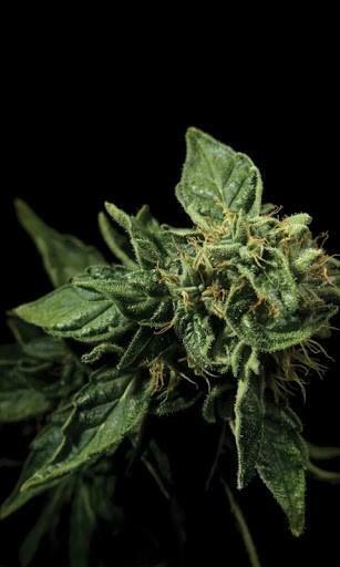 Best Weed Wallpaper Hemp Live
