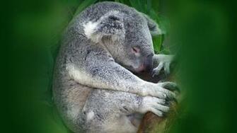 Koala Wallpaper