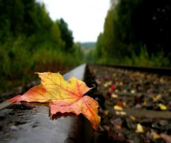 One Yellow Leaf Nature Wallpaper