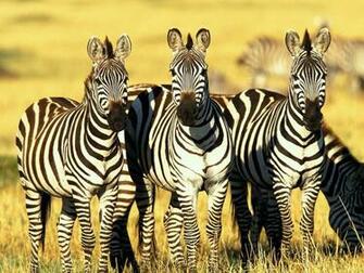 Zebra Zebras Wallpaper
