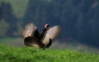 Turkey Wallpaper