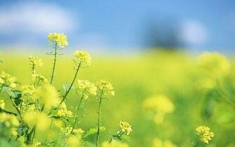 Wild Flowers Show Yellow In Bloom The Blue Sky Amazing Look