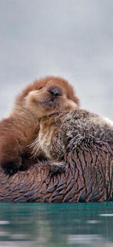 Otters iPhone Wallpaper