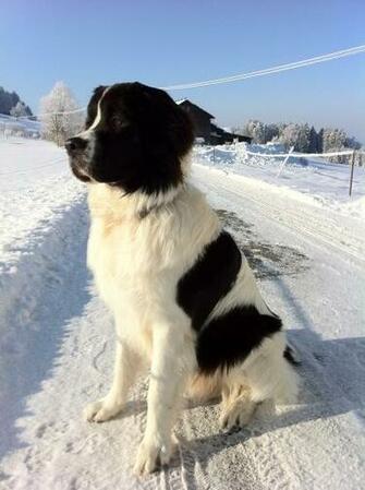 Cute Snow Dogs Image Thecelebritypix