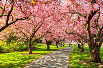 The New York City Cherry Blossoms Tracker What To Expect