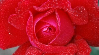 Red Roses Love Hearts Wallpaper