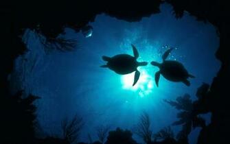 Wallpaper Desktop Underwater