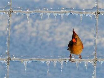 Winter Bird Wallpaper