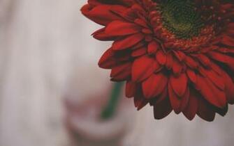 Red Flower And Butterfly Vintage Wallpaper
