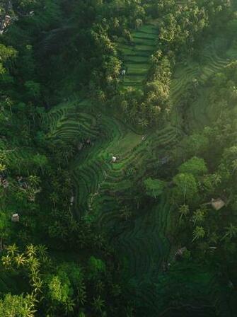 Vegetation Pictures Image