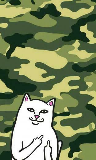 Dope Cat Wallpaper At Wallpaperbro