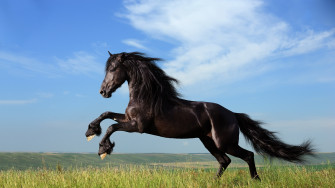 Horse Jump Wallpaper HD Animals 4k Image