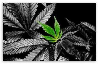 Weed HD Wallpaper In Color Desktop Widescreen High