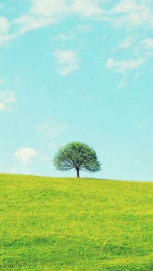 Vivid Spring iPhone 5s Wallpaper iPad