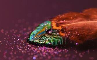 Drop Feather Rainbow