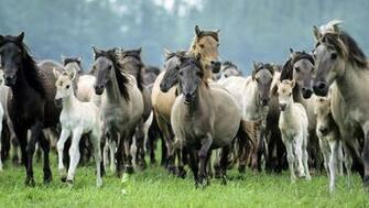Wallpaper With A Group Of Horses HD Background