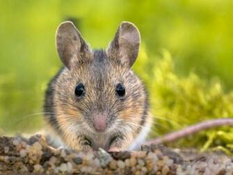 My Mouse HD Wallpaper New Tab Mystart