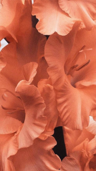 Peach Color Aesthetic Wallpaper