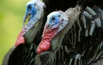 Turkey Eastern Wallpaper For Widescreen Desktop By Mdc Via