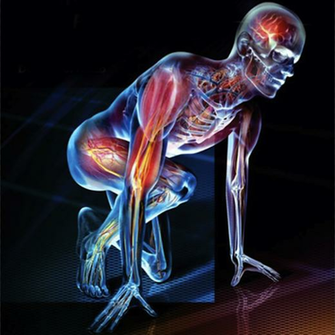 Human Anatomy And Physiology Study Guide Oustormcrowd