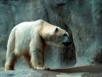 Bears Wallpaper