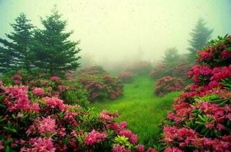 Garden Pictures For Background