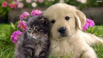 And Dog Wallpaper Photo Desktop