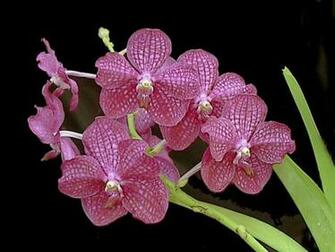 Pink Orchid Flower Wallpaper HD