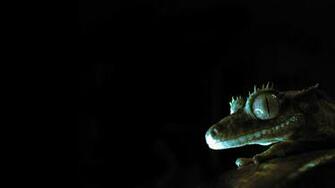 Glowing Gecko Wallpaper By Pareeeee