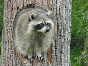 Raccoon Wallpaper