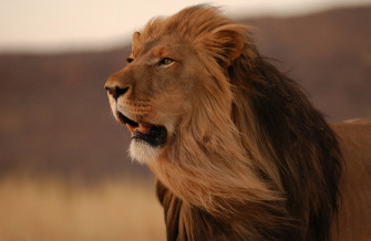 Baby Lion Wallpaper