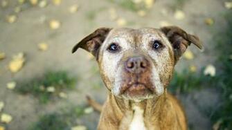 Cute Dog Pitbull Puppies HD Wallpaper