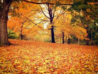 Piles Of Autumn Leaves Under Trees During Ny Through