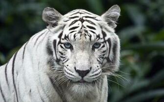 White Tiger Desktop Pc And Mac Wallpaper