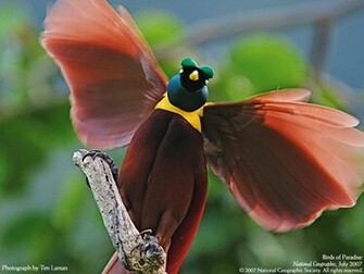 Charming Birds Of Paradise Pictures