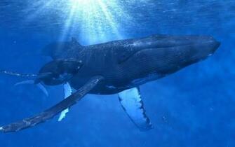 Animals Whales Underwater Baby Humpback Whale Wallpaper
