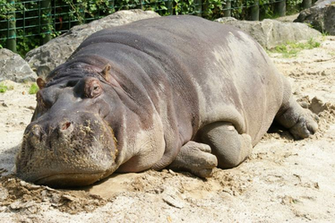 Hippo Computer Wallpaper Desktop Background
