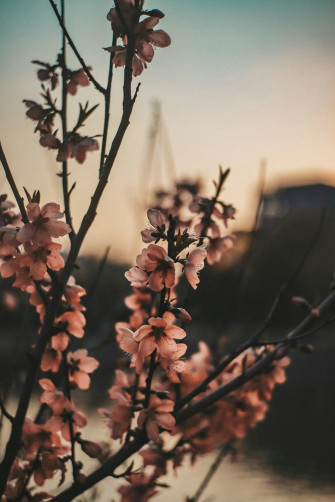 Flowers Aesthetic Pictures Image