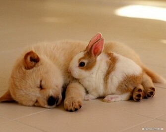 Animal Wallpaper Lovely Dog Baby Pictures