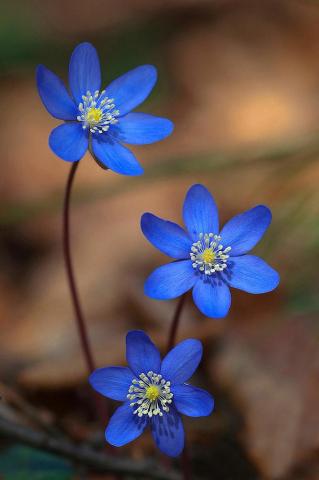 Blue Flowers Macro Wallpaper Flower For Mobile HD