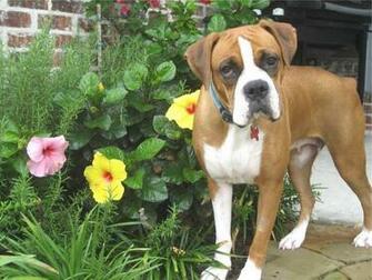 Boxer Dog Wallpaper