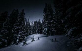 Night Snow Tree Forest Christmas Winter HD Wallpaper