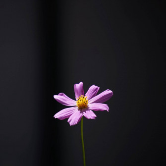 Minimalist Flower Wallpaper