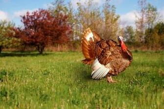 Hen Wallpaper Colorful Cute Birds HD Desktop Image