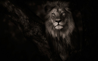 Animals Lion Wallpaper HD