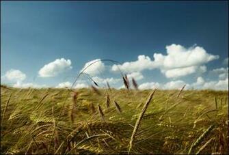 Windy Wallpaper Summer Wind