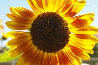 Garden Wallpaper For July Sunflower A Gardener S