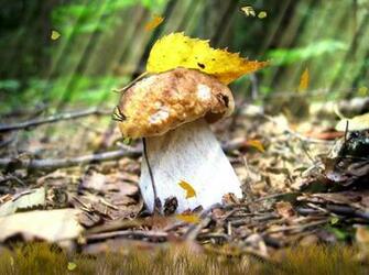 Golden Nature Screensaver Animated Wallpaper Torrent